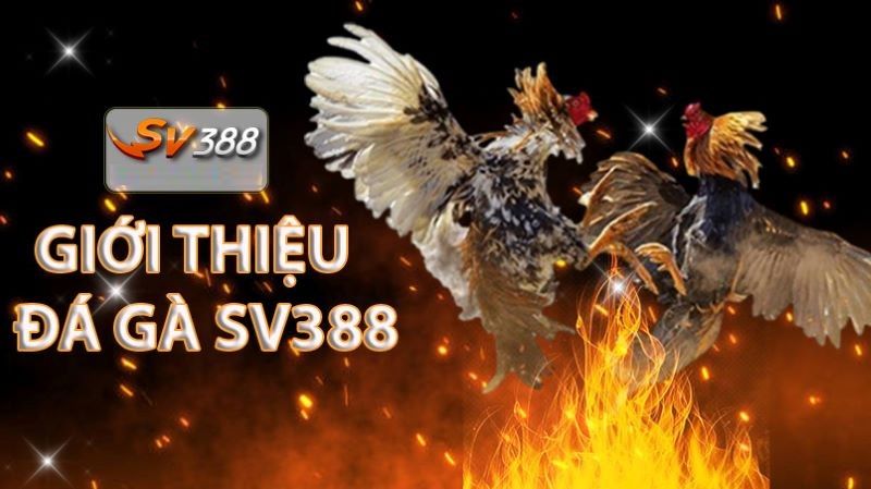 SV388 – Trải Nghiệm Đá Gà Chuẩn Trường Gà Thật gioi thieu sv388